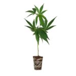 LA Amnesia Steckling Cali Strain