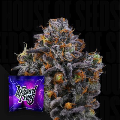 11:11 - House of Seeds