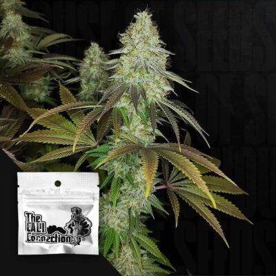 818 Headband Aka Sour OG - House of Seeds