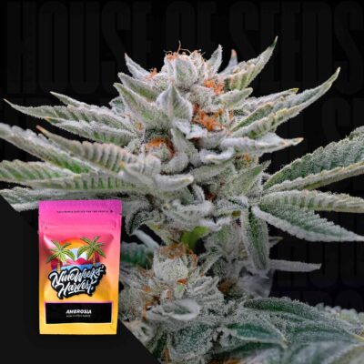 Ambrosia - House of Seeds