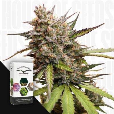 Auto Melonade Runtz - House of Seeds