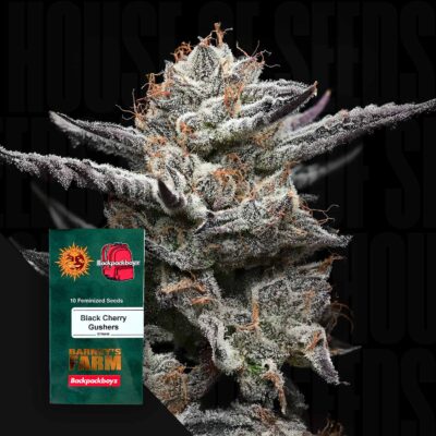 Black Cherry Gushers - House of Seeds