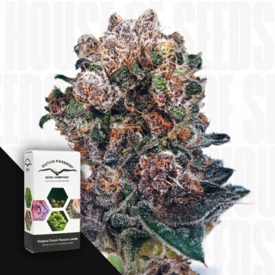 Blueberry - House of Seeds