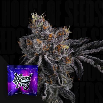 Bow Shooter - House of Seeds