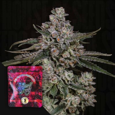 British Delight - House of Seeds