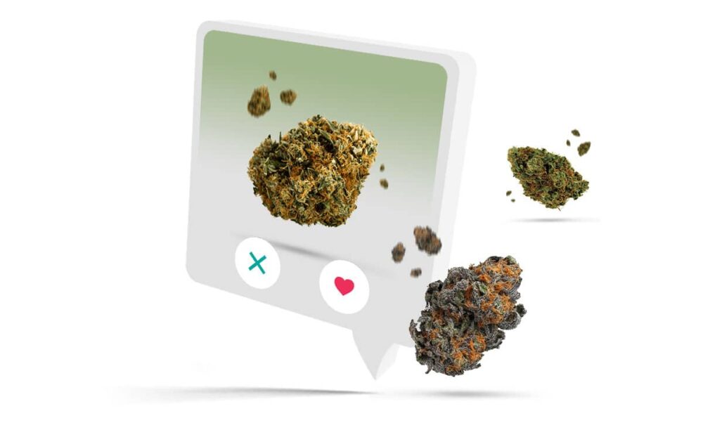 Cannabisblüten Datenbank