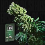 Northern Lights No 5 x Haze