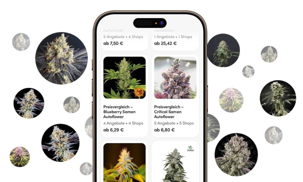 Preisvergleich für Cannabis Samen und Stecklinge