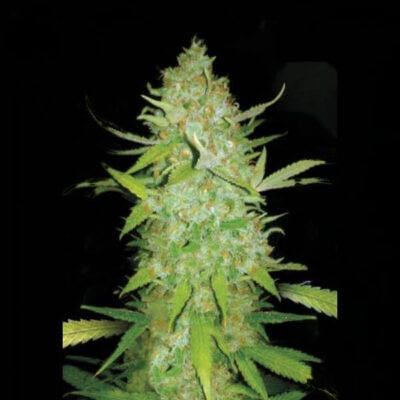 Ak-47 Autoflower Seeds 21% THC - East Smoke