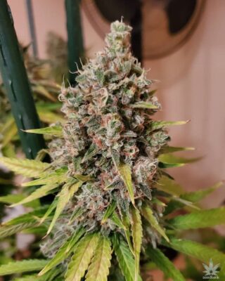 Ak-47 Seeds Feminisiert 23% THC - East Smoke