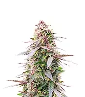 All Gas OG Autoflower - Herbies