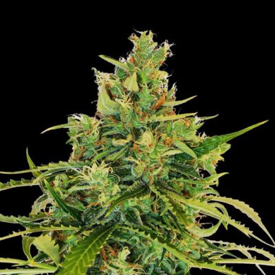 Amnesi-K Lemon - Kannabia