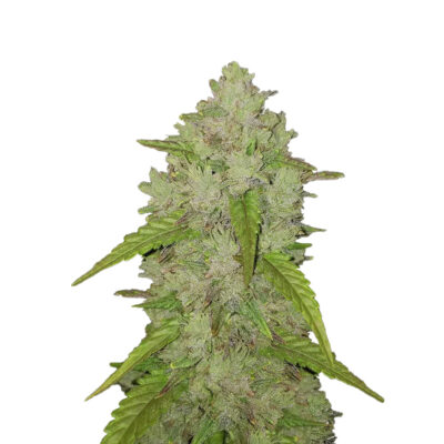Amnesia Haze Auto Feminisierte Sativa-dominant - CBD040