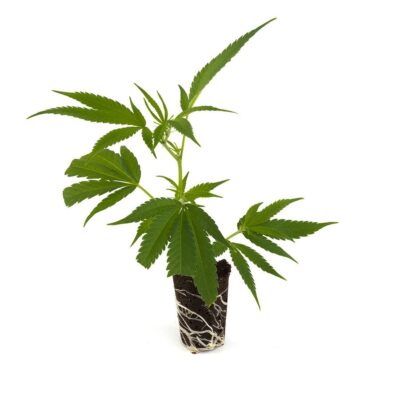 Amnesia Haze - Hanfgarten