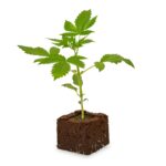 Amnesia Haze Sämling Automatic