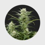 Amsterdams Finest Amnesia Haze 22% THC full season