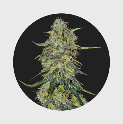 Amsterdams Finest Northern Lights 22% THC auto flowering - Flower Power