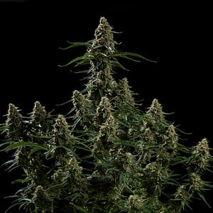 Apollo F - Royal Queen Seeds