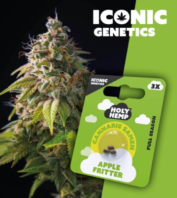 Apple Fritter Iconic Seeds - Holy Hemp