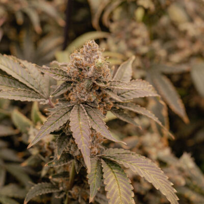 Apple Fritter Samen Automatik - Lucky Hemp