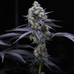 Apples and Bananas Samen Feminisiert