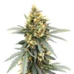 Auto Critical Orange Punch