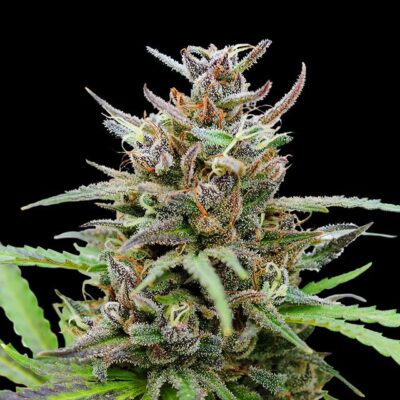 Baby Boom Auto - Kannabia