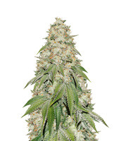 Banana Blaze – Herbies