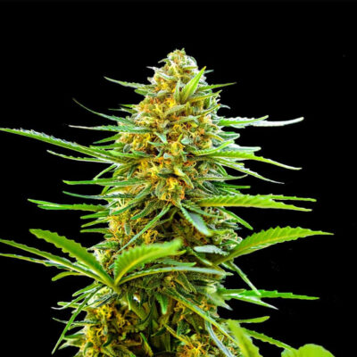 Banana Monkey Autoflower Seeds 22% THC - East Smoke