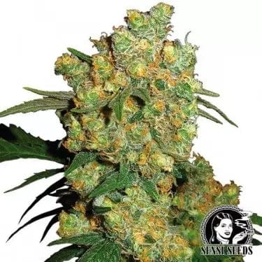 Big Bud - CBDNOL