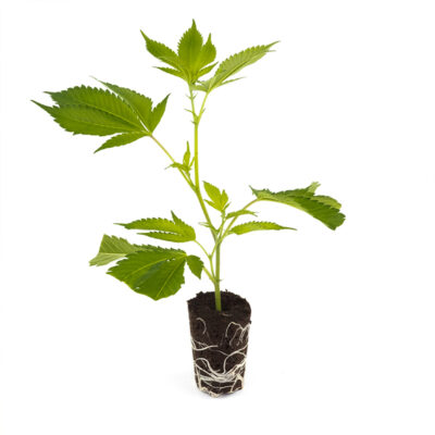 Biscotti Mintz - Hanfgarten