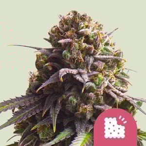 Biscotti – Royal Queen Seeds