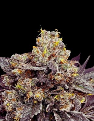 Biscotti Seeds Seeds 25% THC - East Smoke