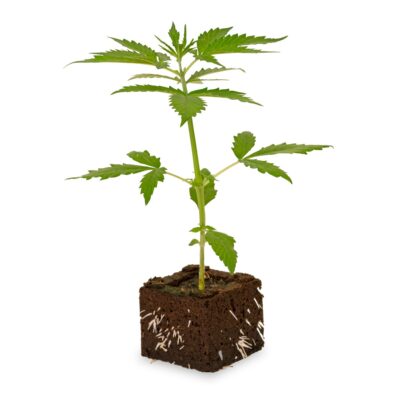 Black Domina Sämling Automatic - Hanfgarten