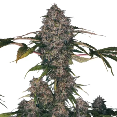 Black Domina XXL Autoflower 19% THC - East Smoke