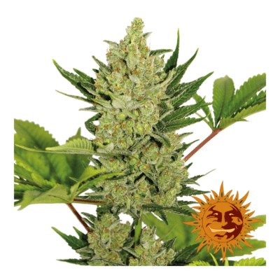 Blue Cheese - CBDNOL