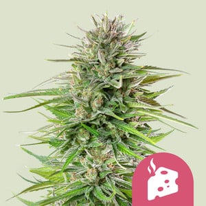 Blue Cheese – Royal Queen Seeds