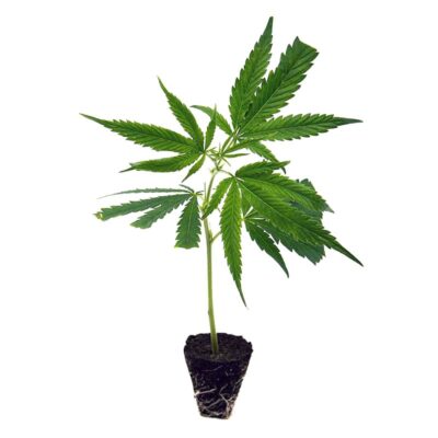 Blue Dream CBD Genetik - Hanfgarten