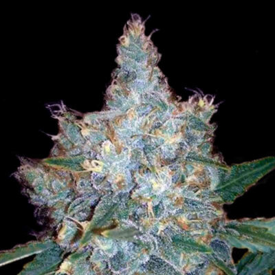 Blueberry Autoflower Seeds 20% THC - East Smoke