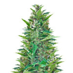 Blueberry Bliss Auto