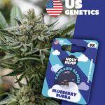 Blueberry Bubba Cali Seeds