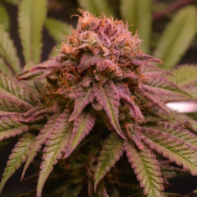 Blueberry Samen Automatik - Lucky Hemp