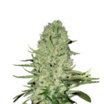 Blueberry Skittlez 040 Cannabis Samen