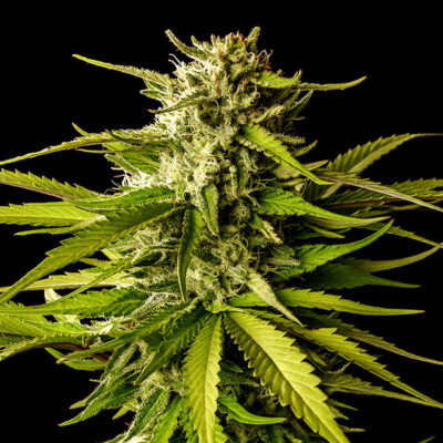 Break-up Cake - Kannabia