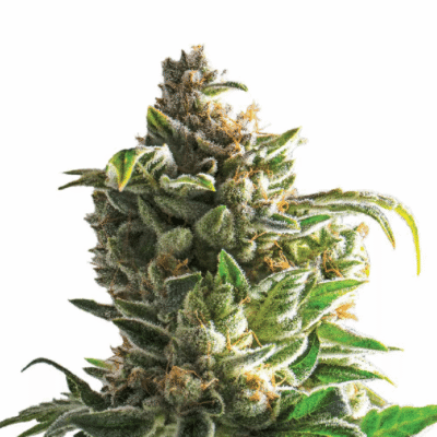 Bruce Banner Automatic Cali Strain Cannabis Samen Autoflower Cannabis Cup Sieger 2023 F1 Samen - CBD040