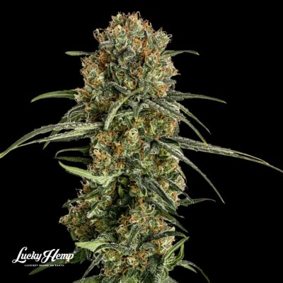 Bubba Kush US Samen Feminisiert - Lucky Hemp