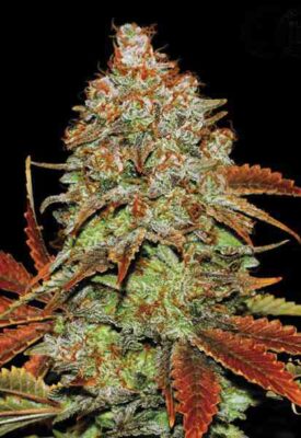 Bubblegum Extra Seeds Feminisiert 27% THC - East Smoke