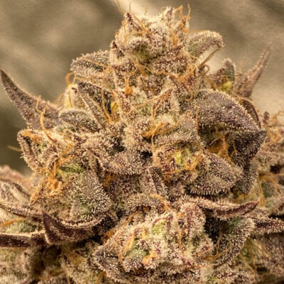 Cake and Punch Steckling - Lucky Hemp