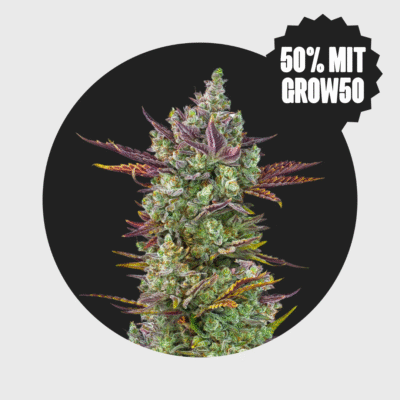 Cali Genetics Gorilla Glue #4 25% THC  full season – Happy420