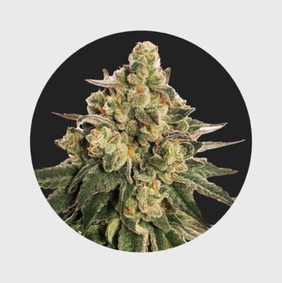 Cali Genetics MAC 20% THC  auto flower – Happy420